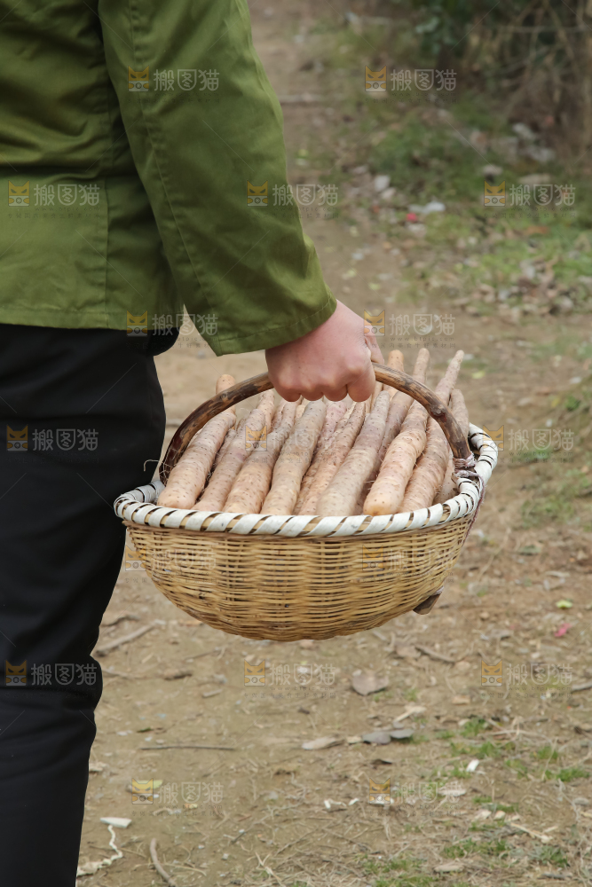 铁棍山药
