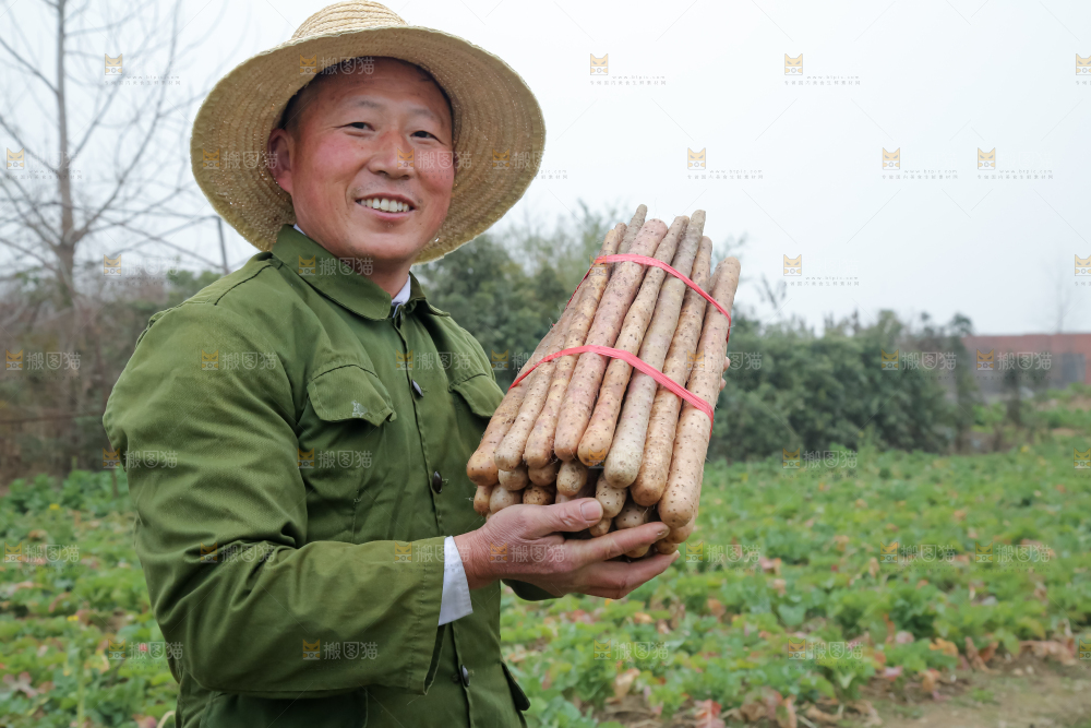 铁棍山药