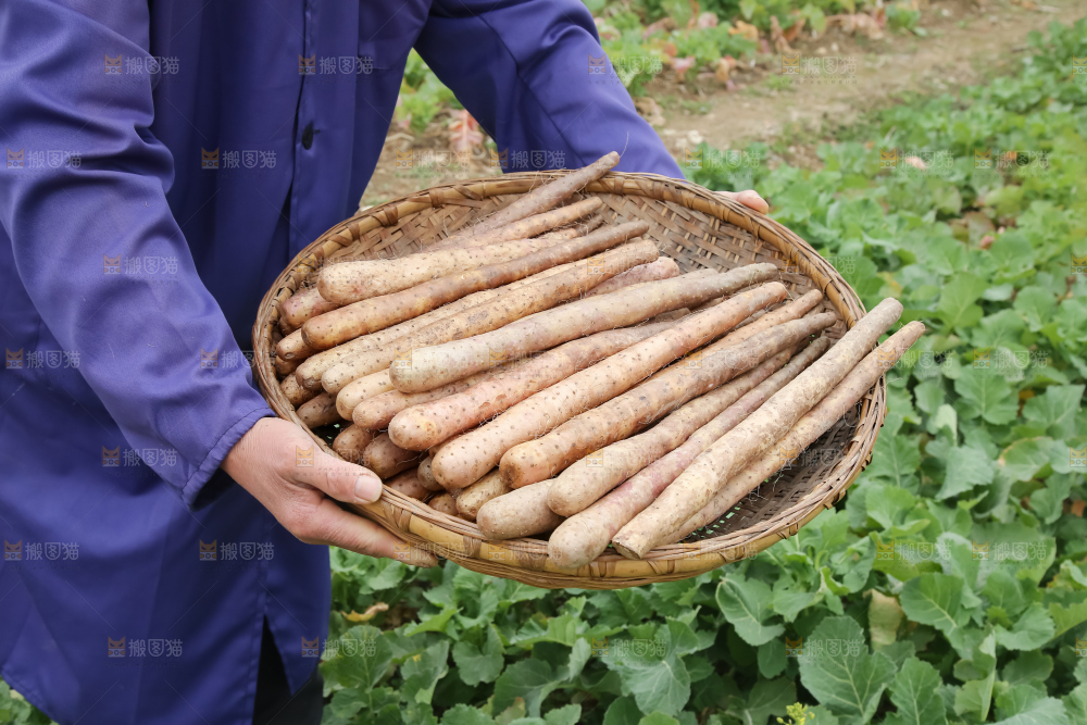 铁棍山药
