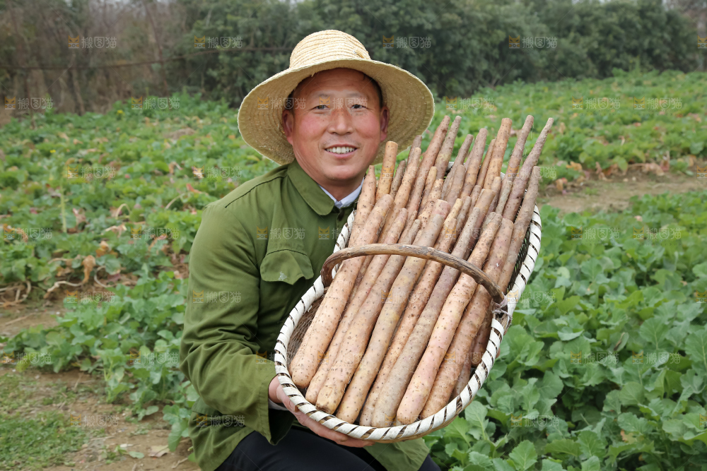 铁棍山药