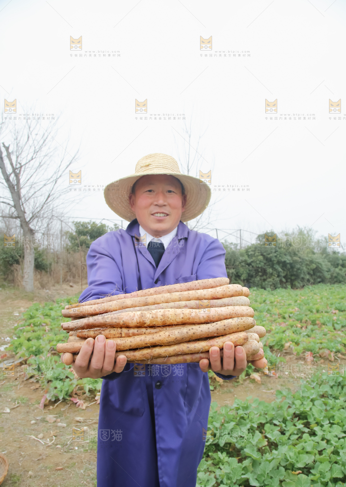 铁棍山药