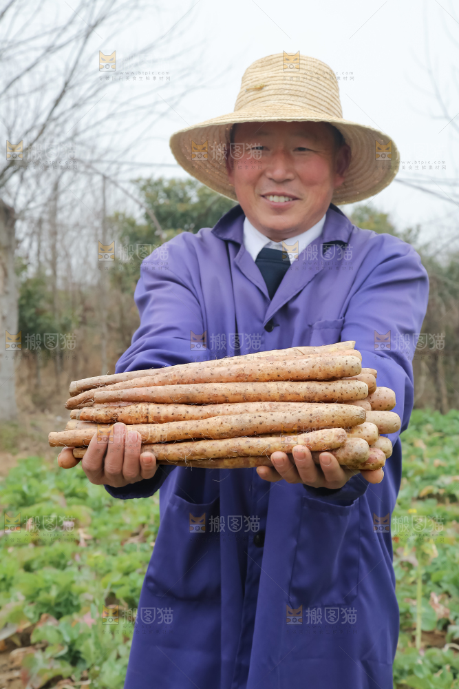 铁棍山药