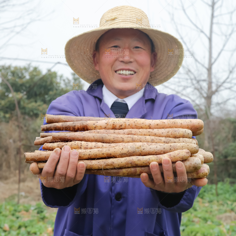 铁棍山药