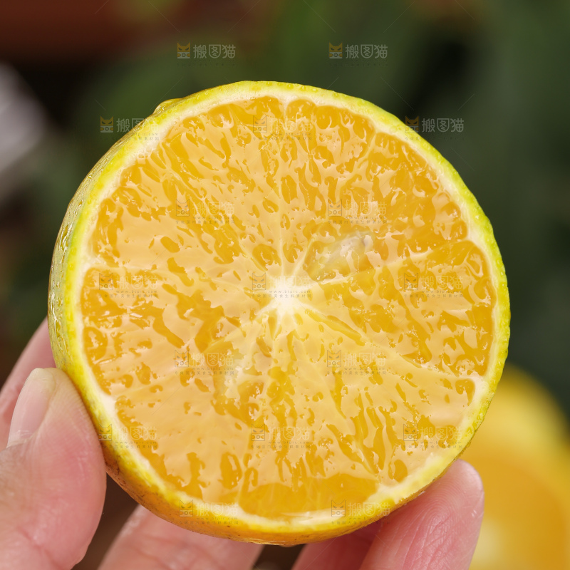皇帝柑