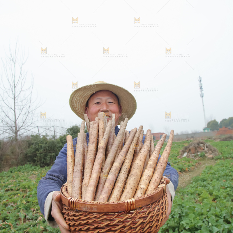 铁棍山药
