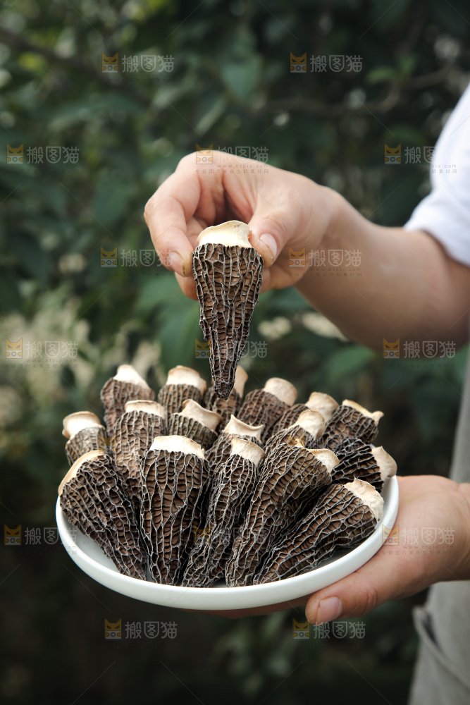 羊肚菌