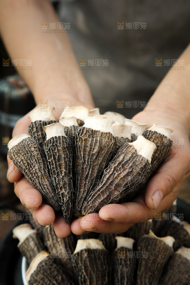 羊肚菌