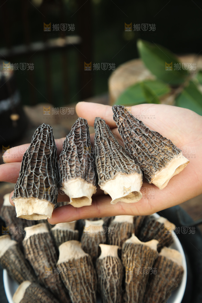 羊肚菌