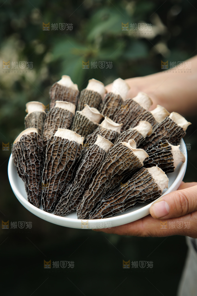 羊肚菌