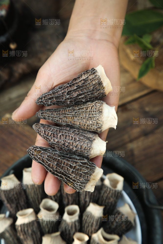 羊肚菌