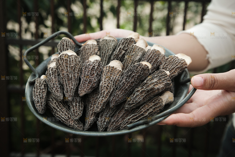 羊肚菌