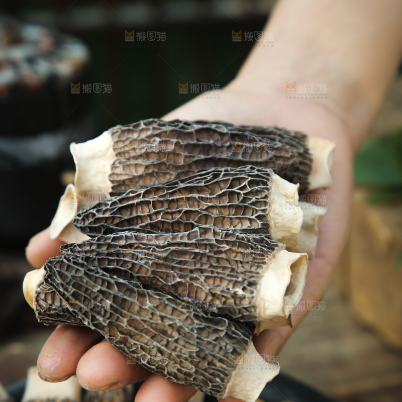 羊肚菌