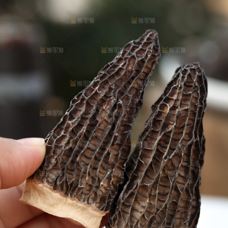 羊肚菌