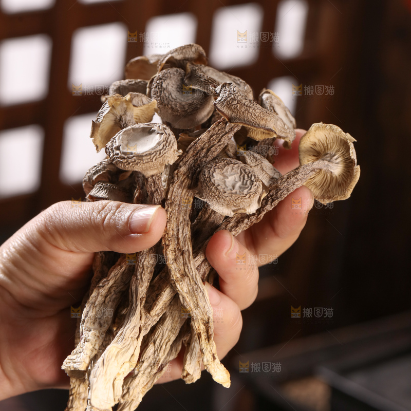 鹿茸菇