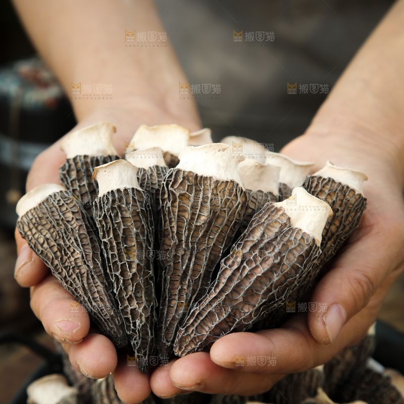 羊肚菌