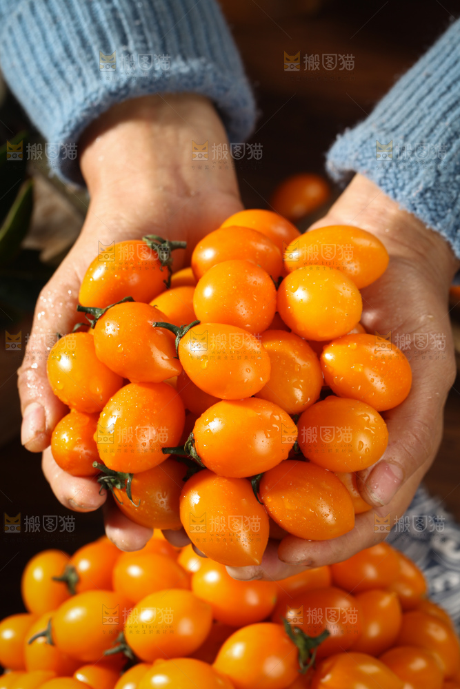 黄金小番茄