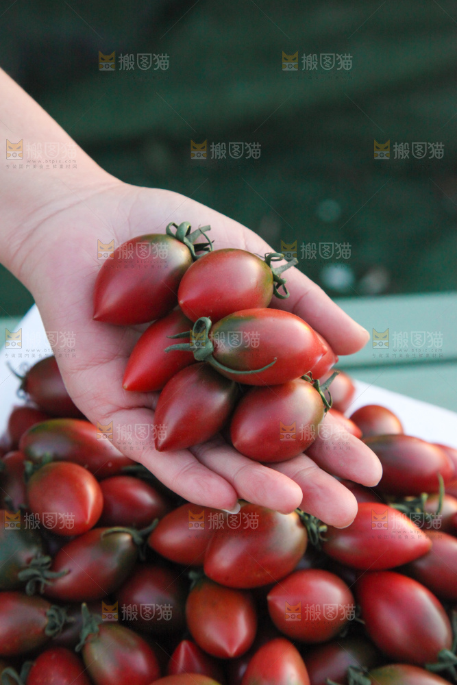 紫弹头小番茄