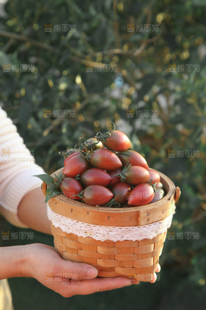 紫弹头小番茄