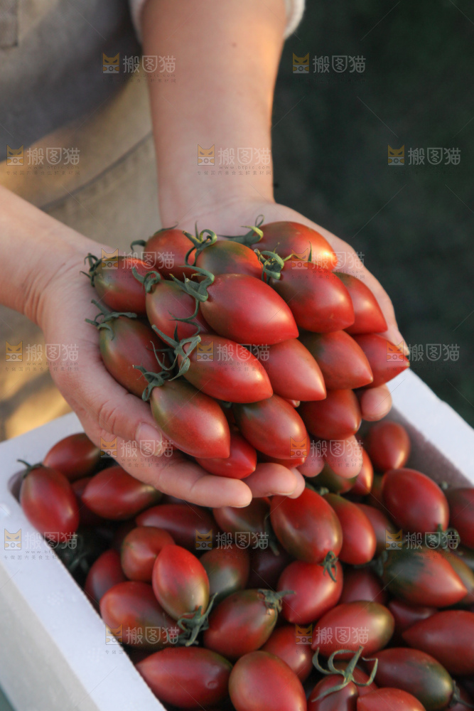 紫弹头小番茄