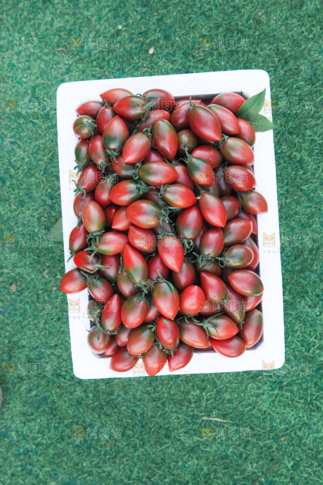紫弹头小番茄