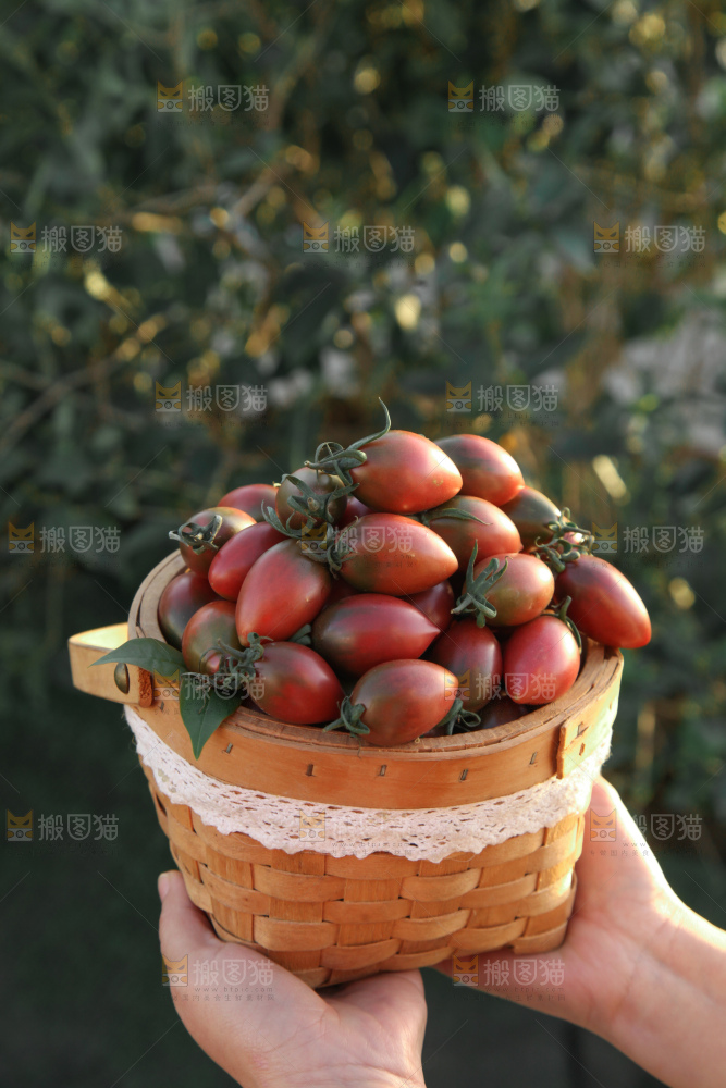 紫弹头小番茄