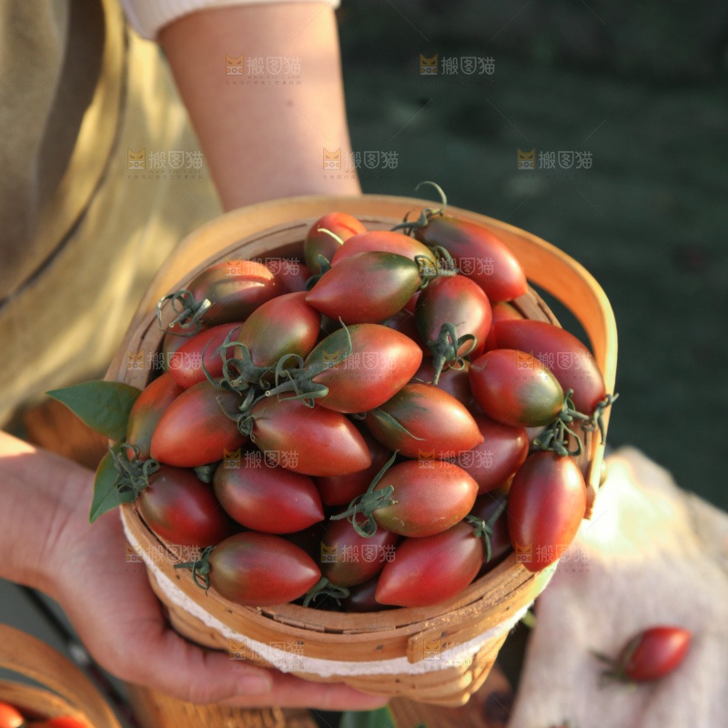 紫弹头小番茄
