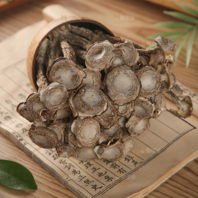 鹿茸菇