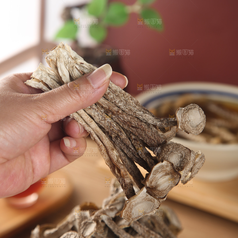 鹿茸菇