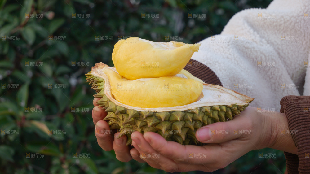 巴掌榴莲