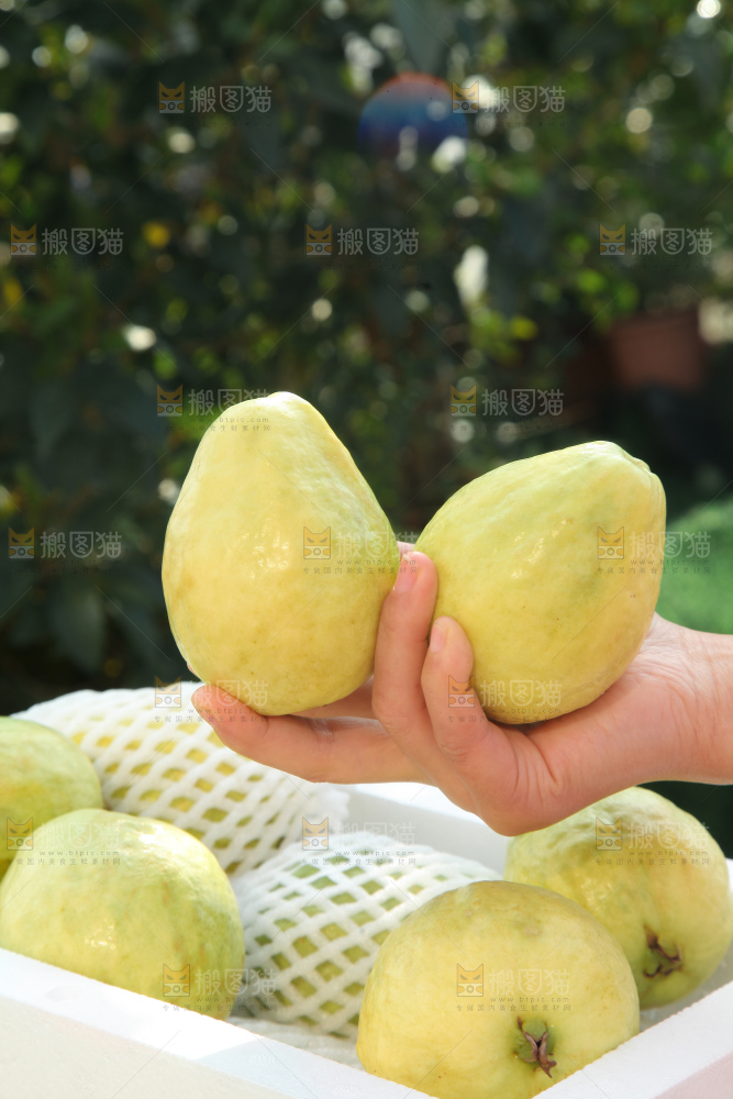 奶油芭乐