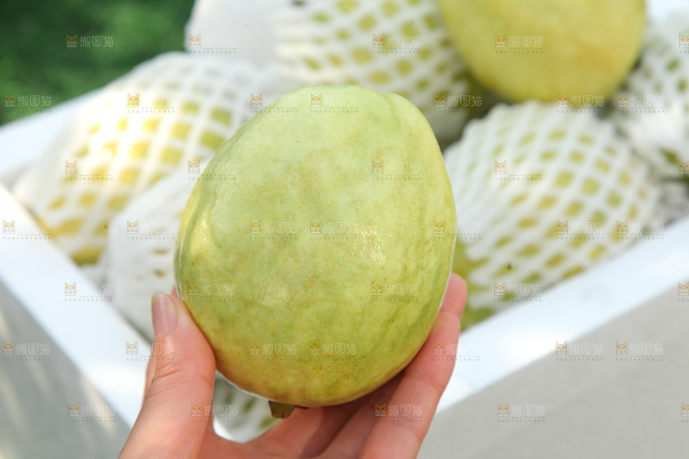 奶油芭乐