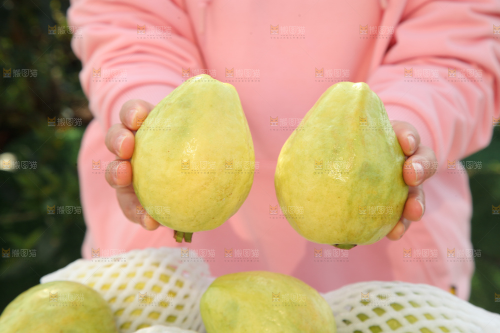 奶油芭乐