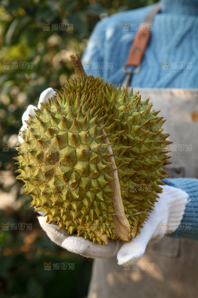 巴掌榴莲