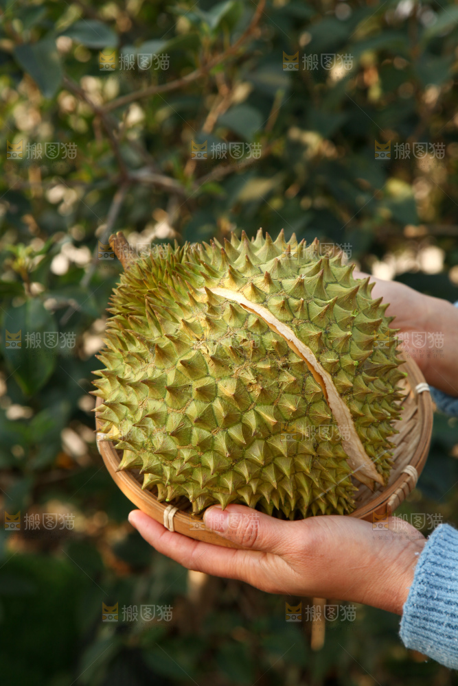 巴掌榴莲
