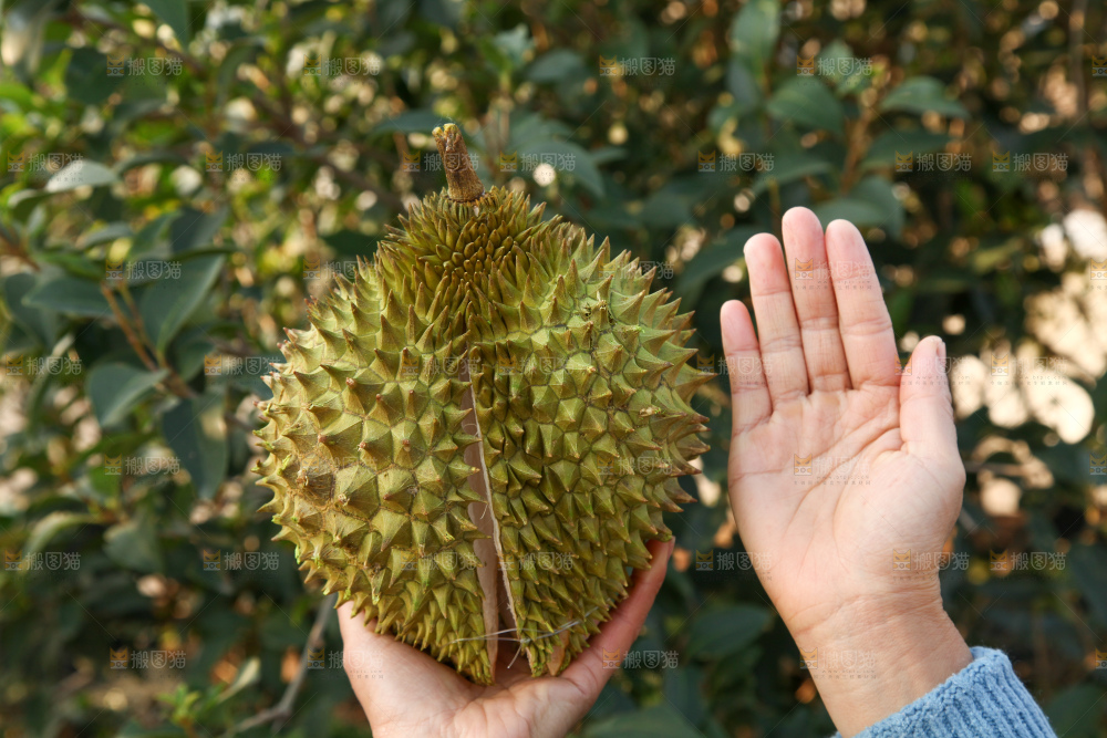 巴掌榴莲