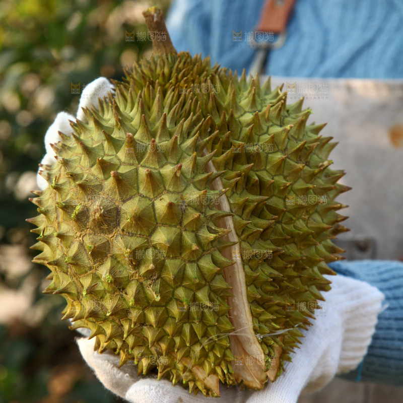 巴掌榴莲