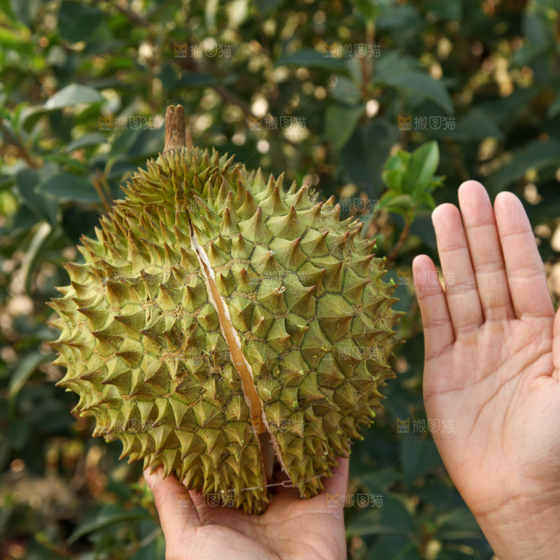 巴掌榴莲