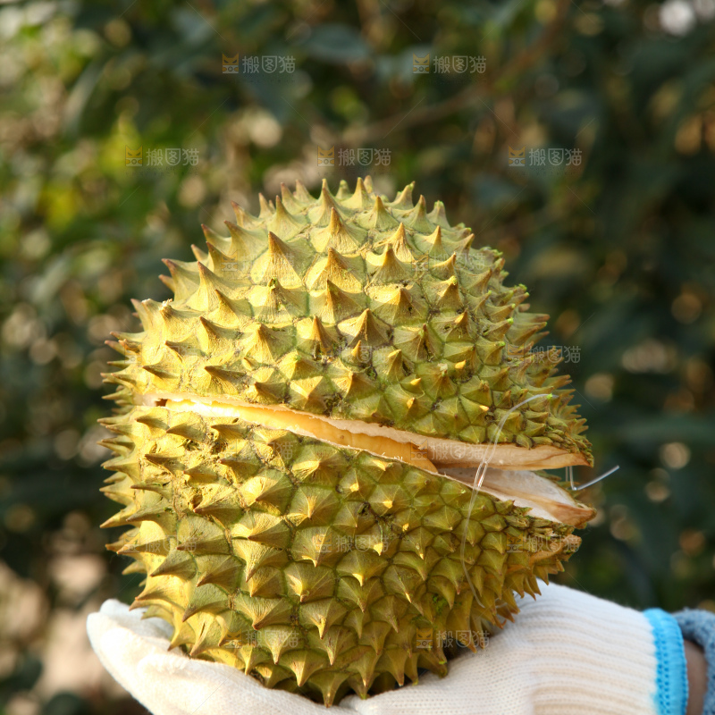 巴掌榴莲