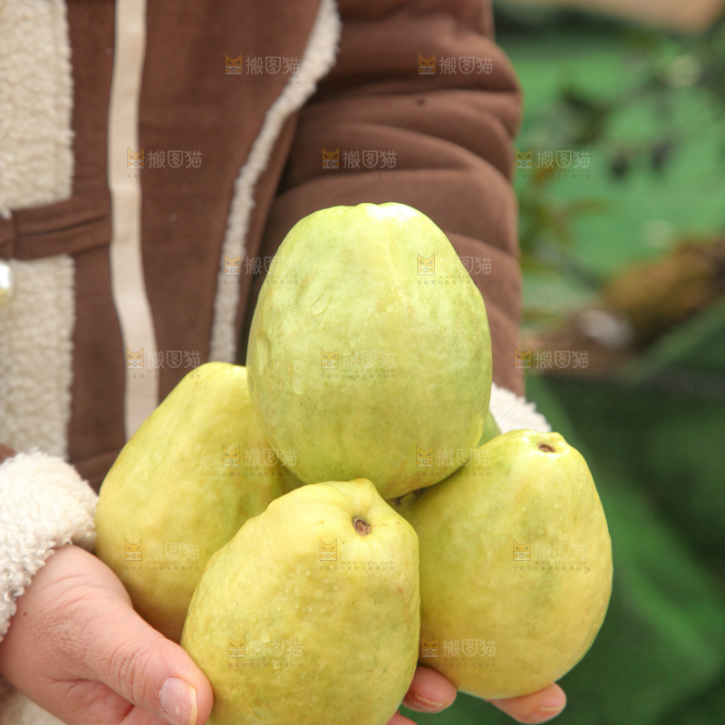 奶油芭乐
