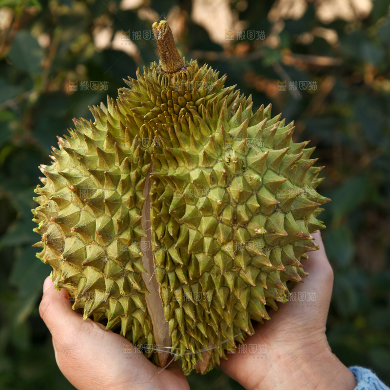 巴掌榴莲