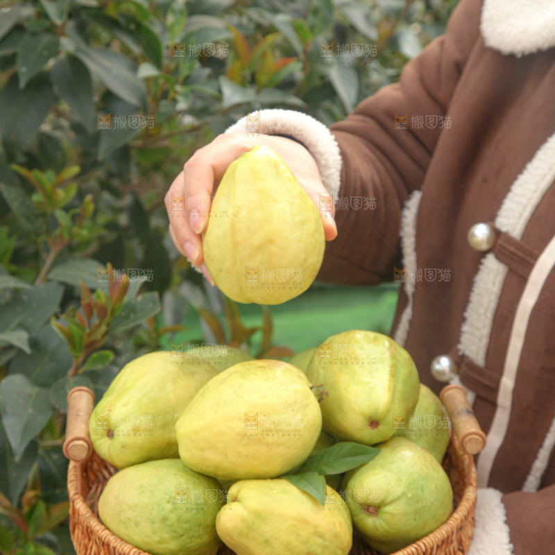 奶油芭乐
