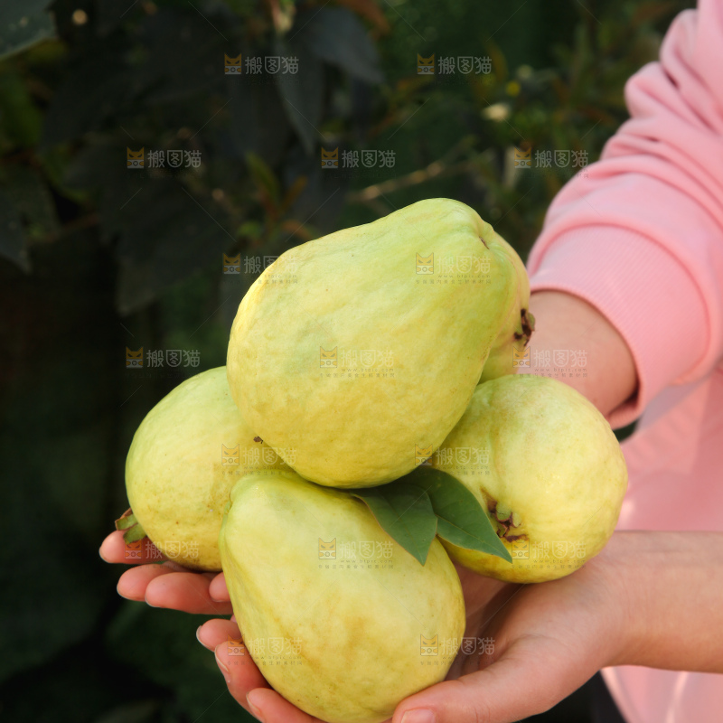 奶油芭乐