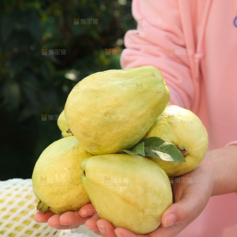 奶油芭乐