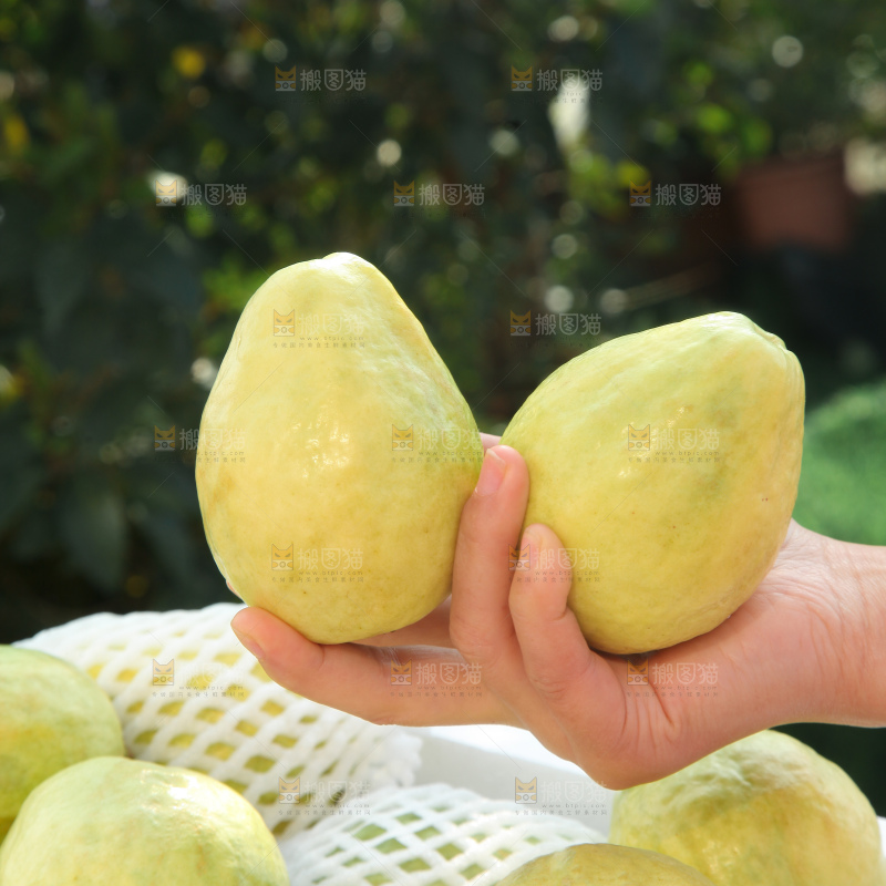 奶油芭乐
