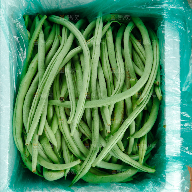 四季豆