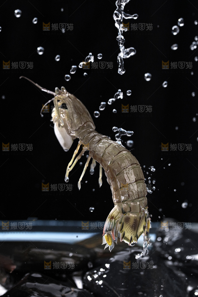 皮皮虾
