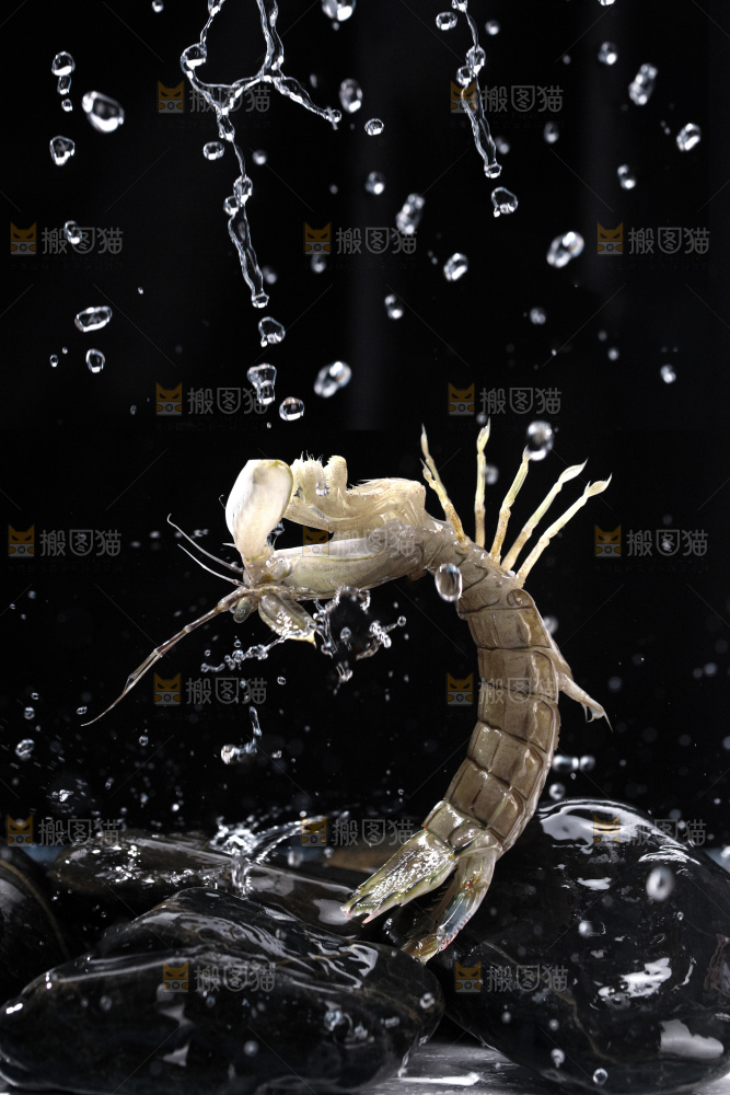 皮皮虾