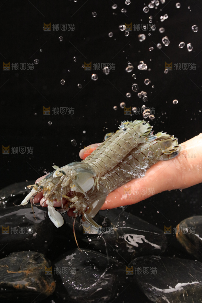 皮皮虾