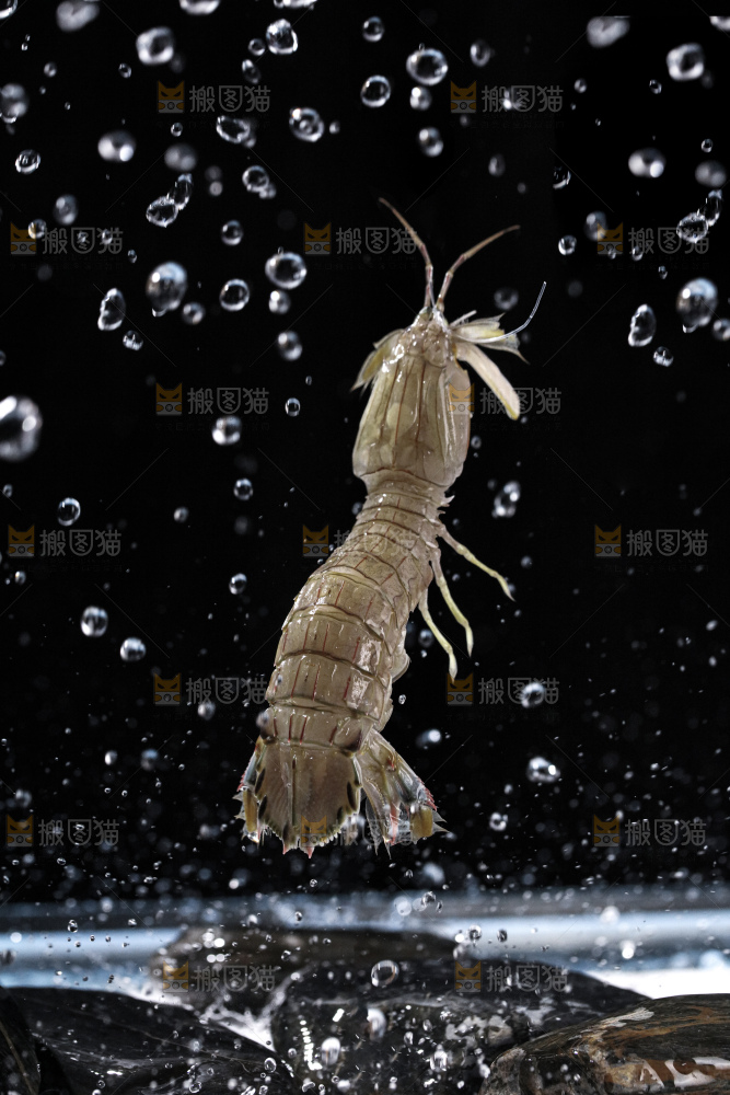 皮皮虾