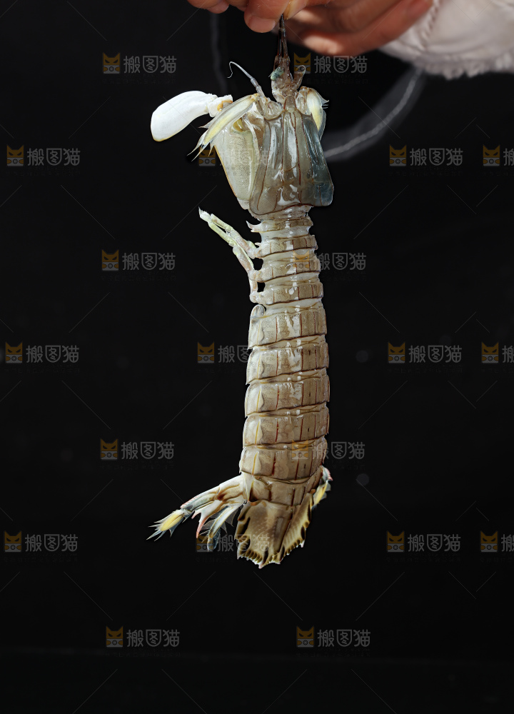 皮皮虾
